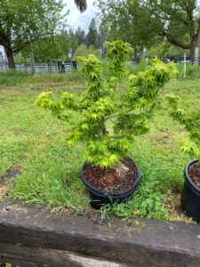 Japanese Maple (2)