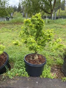 Japanese Maple