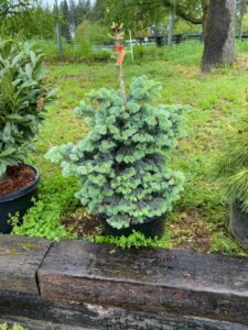 Subalpine Fir